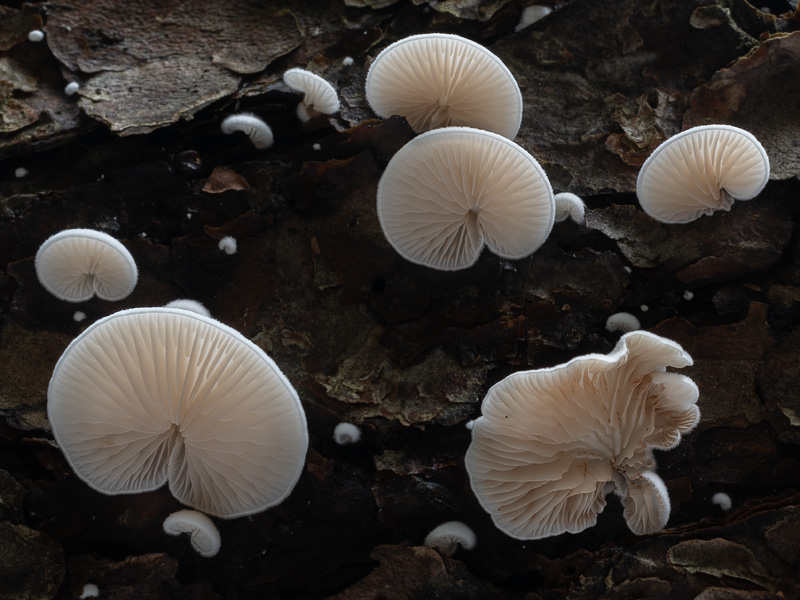 Crepidotus kubickae